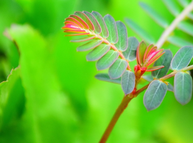 tropical fern frond pattern