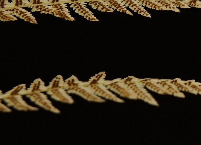 fern leaf texture background